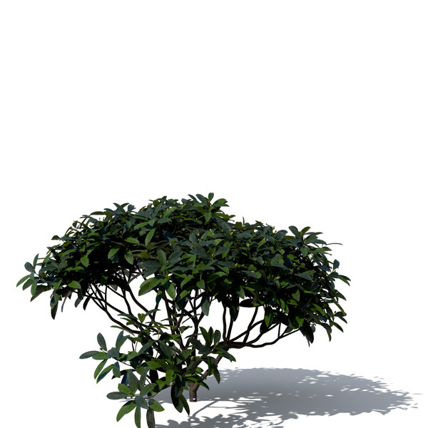 common rhododendron flowers 3d model - XfrogPlants Common Rhododendron by xfrog