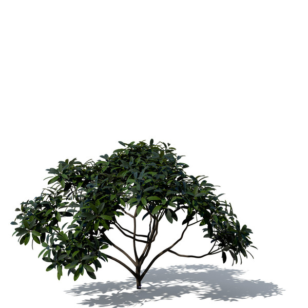 common rhododendron flowers 3d model - XfrogPlants Common Rhododendron by xfrog
