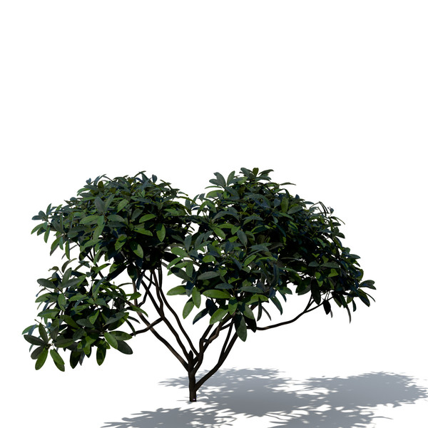 common rhododendron flowers 3d model - XfrogPlants Common Rhododendron by xfrog
