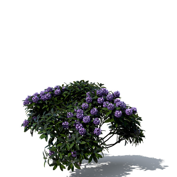 common rhododendron flowers 3d model - XfrogPlants Common Rhododendron by xfrog