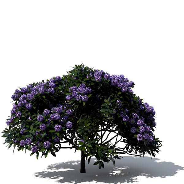 common rhododendron flowers 3d model - XfrogPlants Common Rhododendron by xfrog