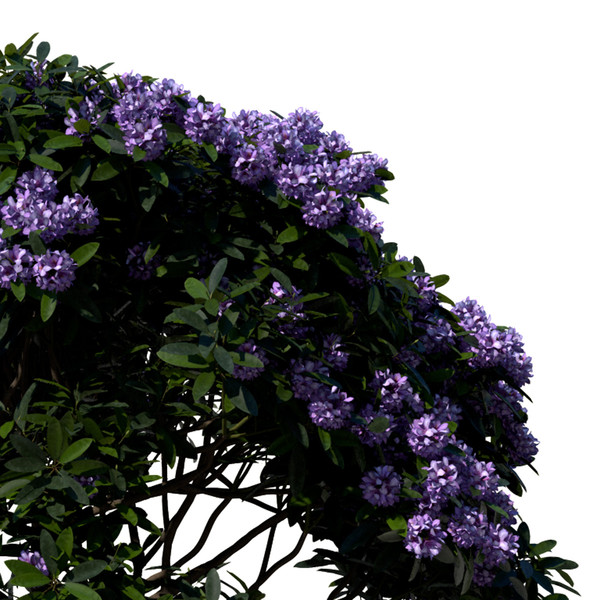 common rhododendron flowers 3d model - XfrogPlants Common Rhododendron by xfrog