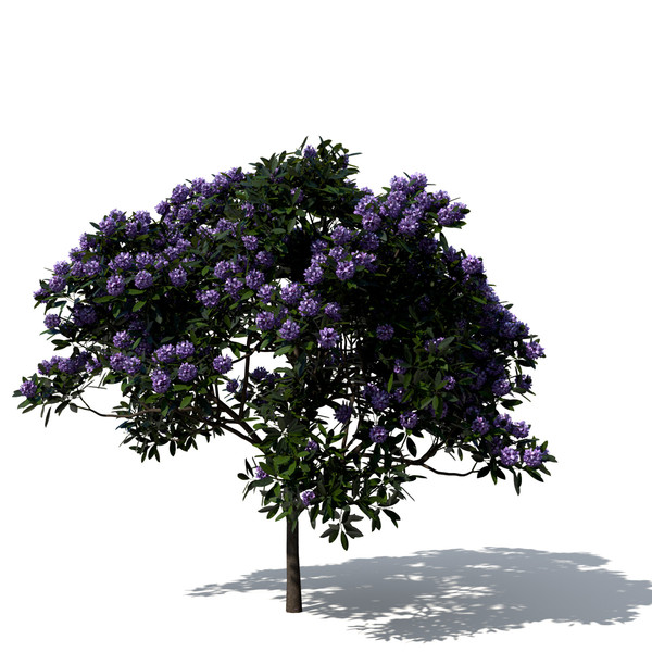 common rhododendron flowers 3d model - XfrogPlants Common Rhododendron by xfrog