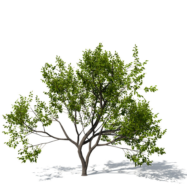 3d indian sandalwood wood - XfrogPlants Indian Sandalwood by xfrog