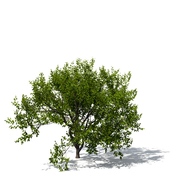 3d indian sandalwood wood - XfrogPlants Indian Sandalwood by xfrog