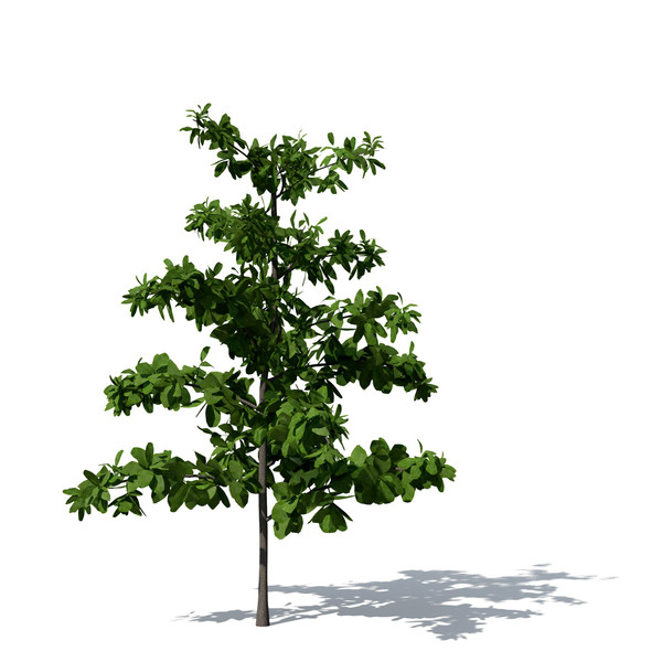 3ds max tropical almond tree - XfrogPlants Tropical Almond by xfrog
