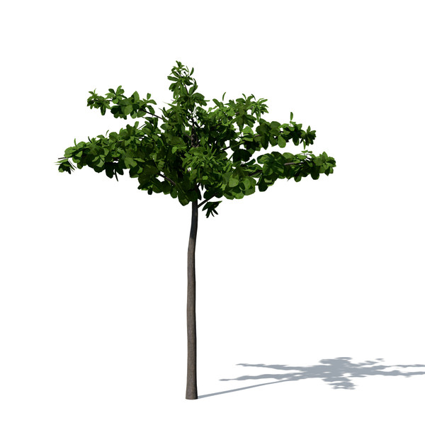 3ds max tropical almond tree - XfrogPlants Tropical Almond by xfrog