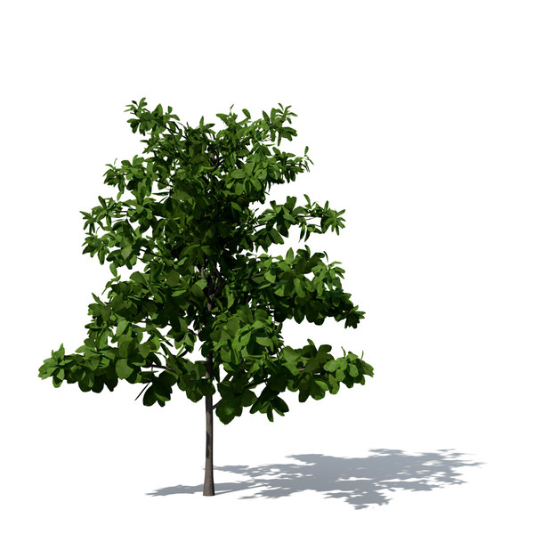 3ds max tropical almond tree - XfrogPlants Tropical Almond by xfrog