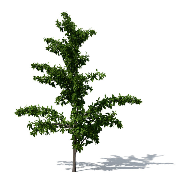 3ds max tropical almond tree - XfrogPlants Tropical Almond by xfrog