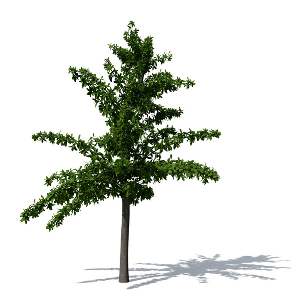 3ds max tropical almond tree - XfrogPlants Tropical Almond by xfrog