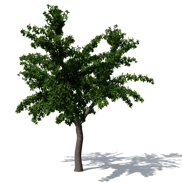 3ds max tropical almond tree - XfrogPlants Tropical Almond by xfrog