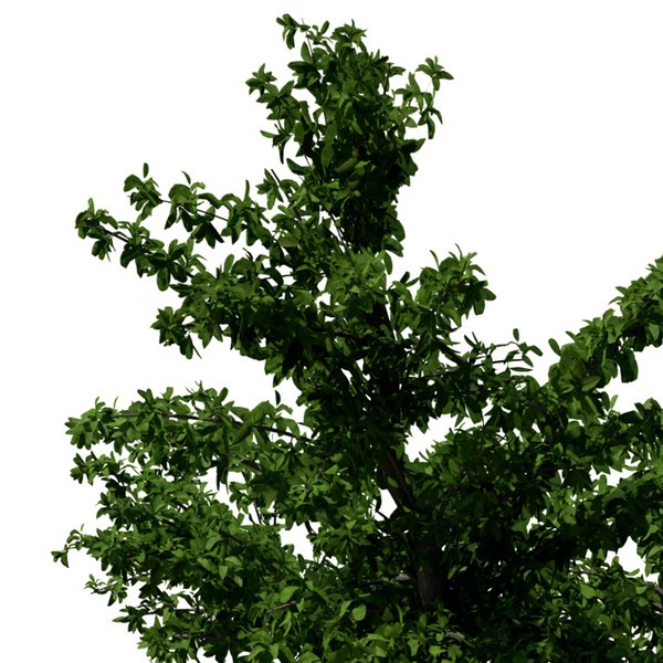 3ds max tropical almond tree - XfrogPlants Tropical Almond by xfrog