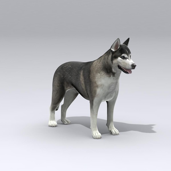3d siberian husky - Siberian Husky by Massimo Righi