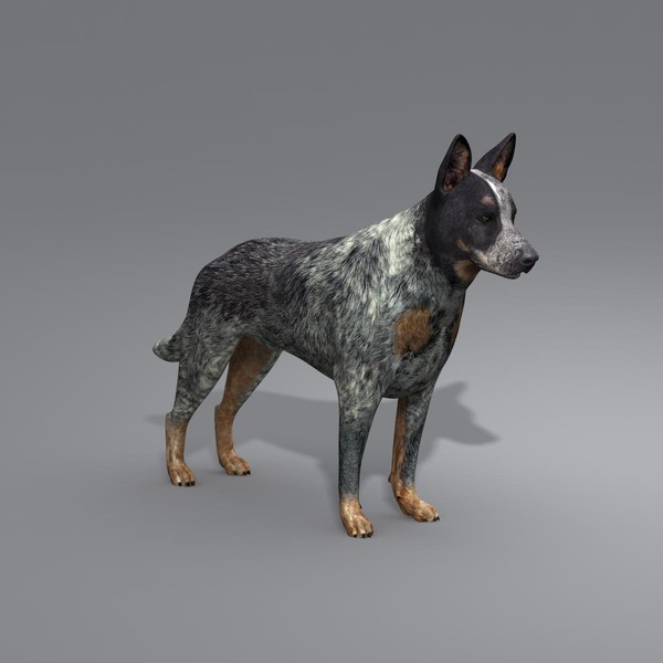 australian cattle dog obj - Australian Cattle Dog by Massimo Righi