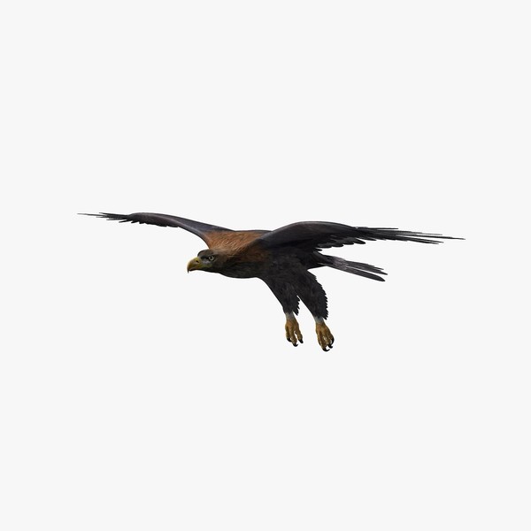 golden eagle animation 3d ma - Golden Eagle (ANIMATED) by Massimo Righi
