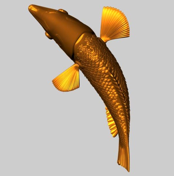 checkerboard wrasse tropical fish ma - Checkerboard Wrasse Fish by fishzombie