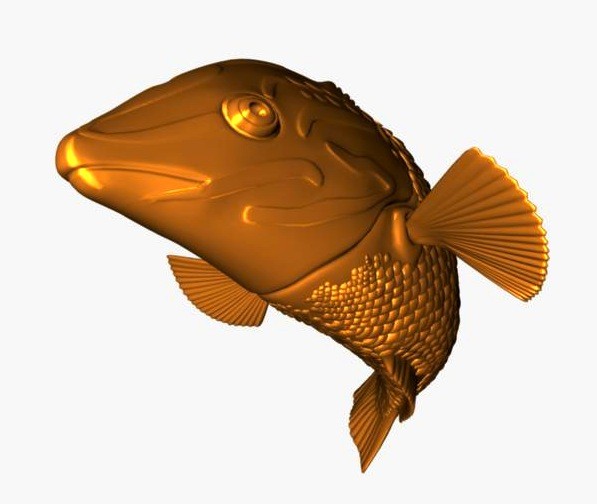 checkerboard wrasse tropical fish ma - Checkerboard Wrasse Fish by fishzombie