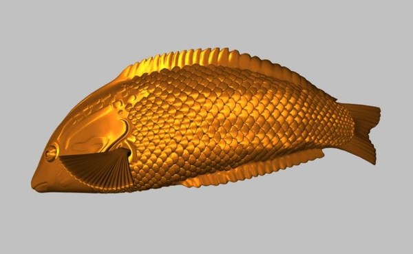 checkerboard wrasse tropical fish ma - Checkerboard Wrasse Fish by fishzombie