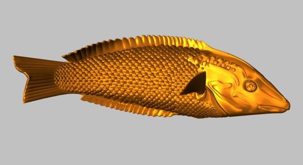 checkerboard wrasse tropical fish ma - Checkerboard Wrasse Fish by fishzombie