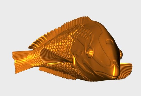 checkerboard wrasse tropical fish ma - Checkerboard Wrasse Fish by fishzombie