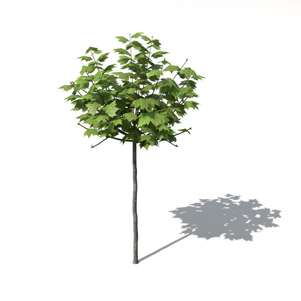 XfrogPlants American Planetree