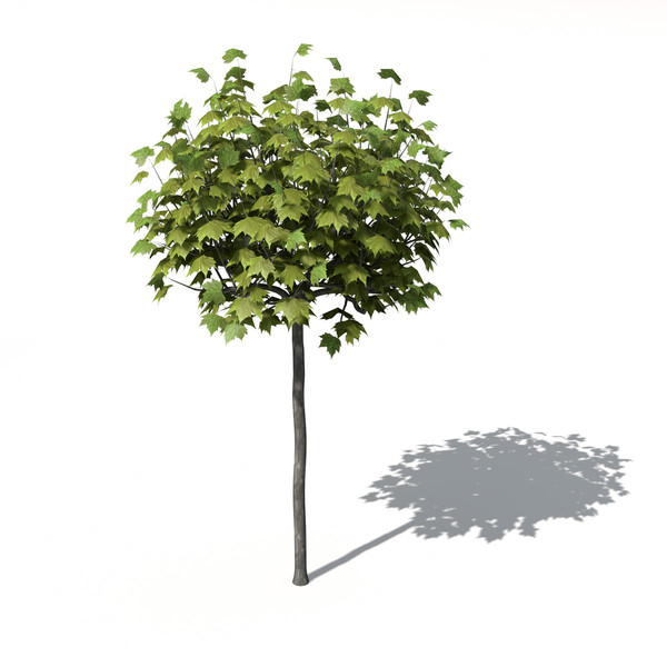XfrogPlants American Planetree