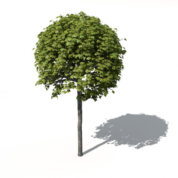 XfrogPlants American Planetree