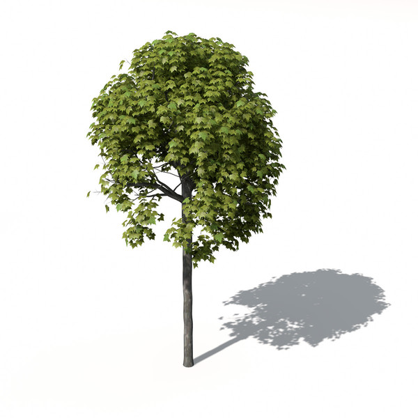 XfrogPlants American Planetree