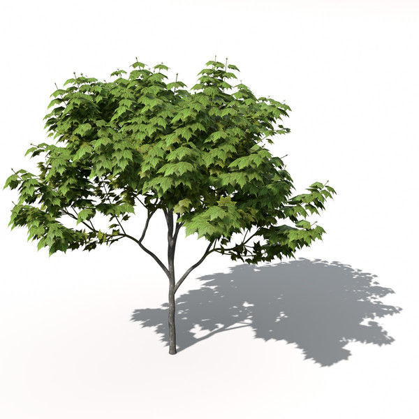 XfrogPlants American Planetree