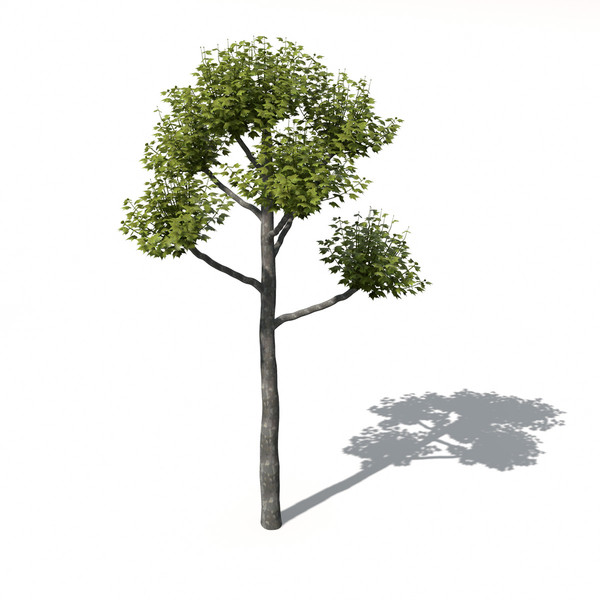 XfrogPlants American Planetree