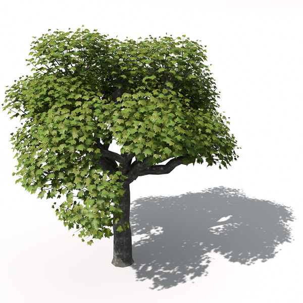 XfrogPlants American Planetree