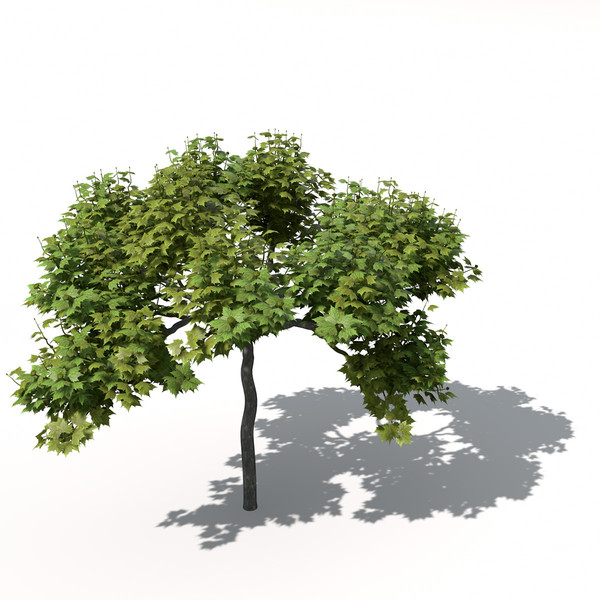 XfrogPlants American Planetree