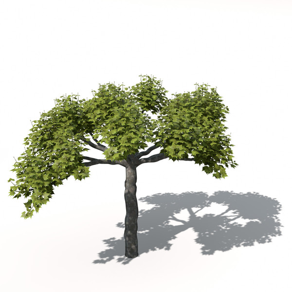 XfrogPlants American Planetree
