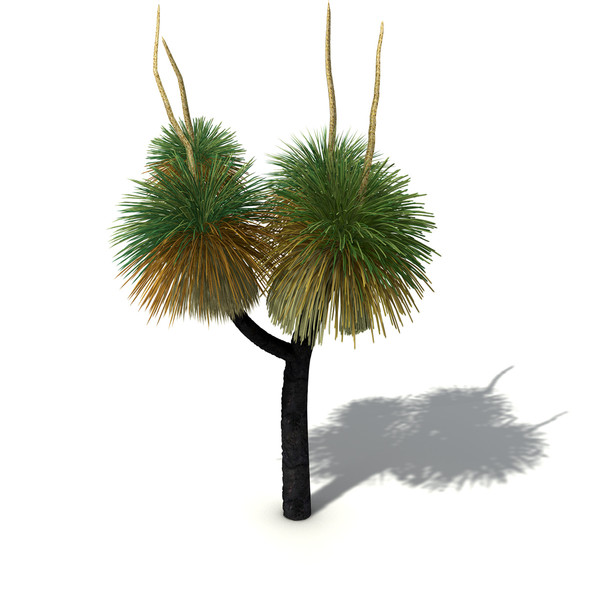 XfrogPlants Australian Grass Tree