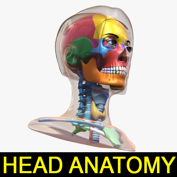 female head anatomy eye 3d obj - Female Head Anatomy by leo3Dmodels