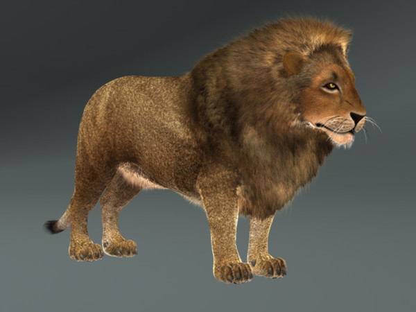3d lion fur rig model - Lion with Rig & Fur Photoreal by instruct9r