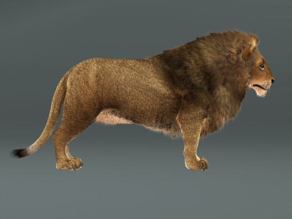 3d lion fur rig model - Lion with Rig & Fur Photoreal by instruct9r