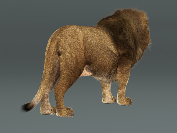 3d lion fur rig model - Lion with Rig & Fur Photoreal by instruct9r