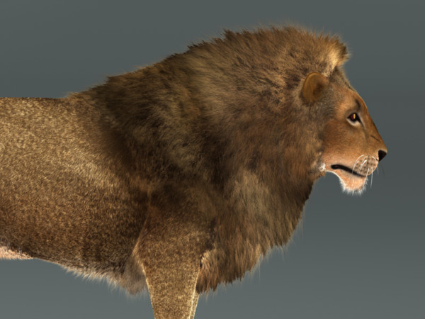 3d lion fur rig model - Lion with Rig & Fur Photoreal by instruct9r