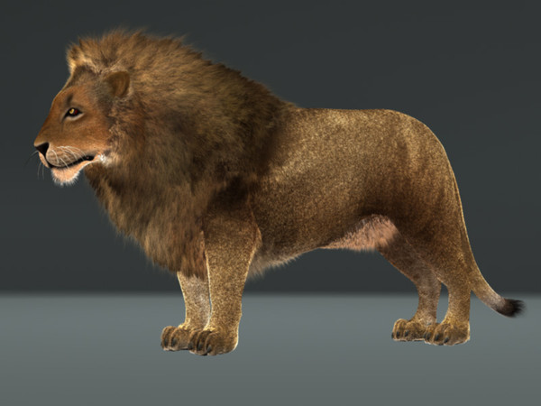 3d lion fur rig model - Lion with Rig & Fur Photoreal by instruct9r