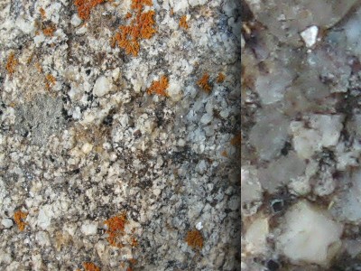 Demo - Lichen on Rock_1_7