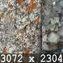 Demo - Lichen on Rock_1_7