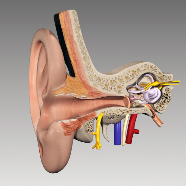 inner ear 3d max - Inner Ear by QLEE