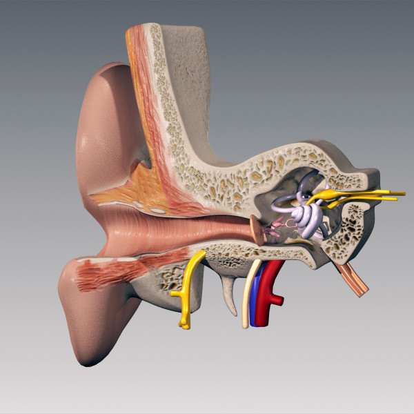 inner ear 3d max - Inner Ear by QLEE