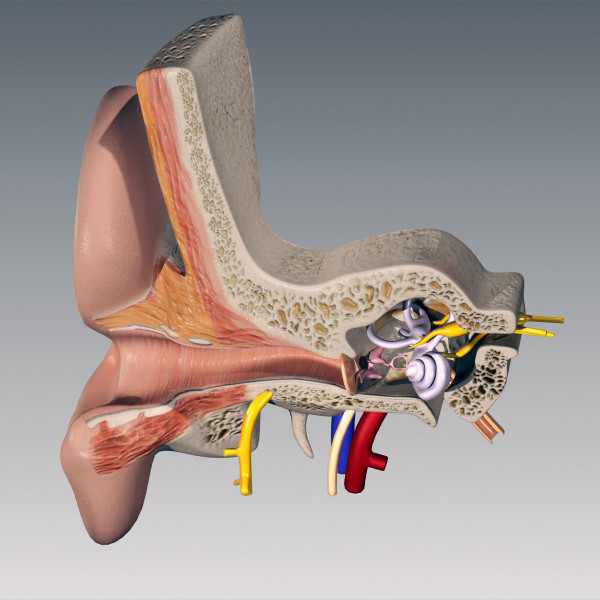 inner ear 3d max - Inner Ear by QLEE