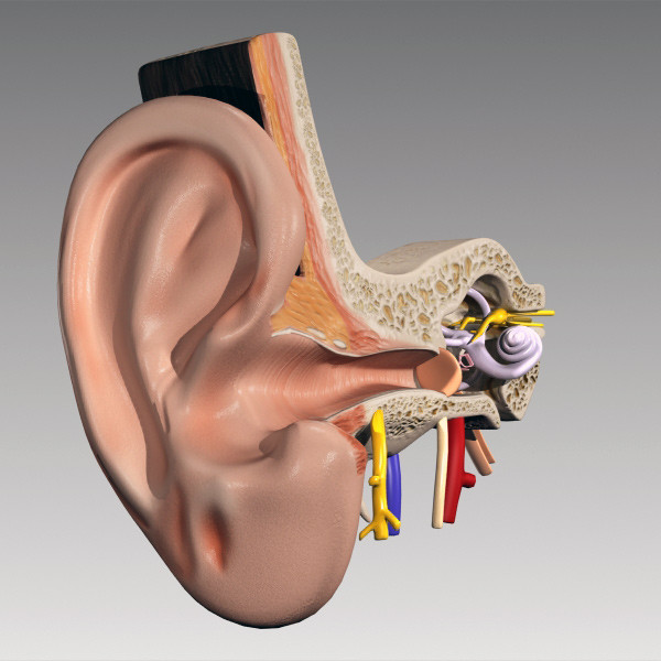 inner ear 3d max - Inner Ear by QLEE
