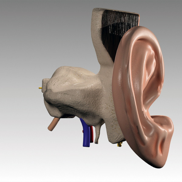 inner ear 3d max - Inner Ear by QLEE