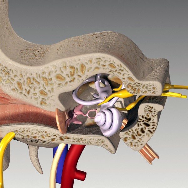 inner ear 3d max - Inner Ear by QLEE
