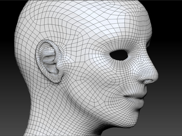 3d womans head model - Female Head by s7u4r7ll