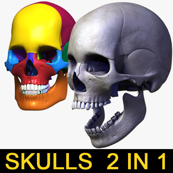 human skull bones anatomy 3d max - Human skulls 2 in 1 (Color & Textured) by leo3Dmodels